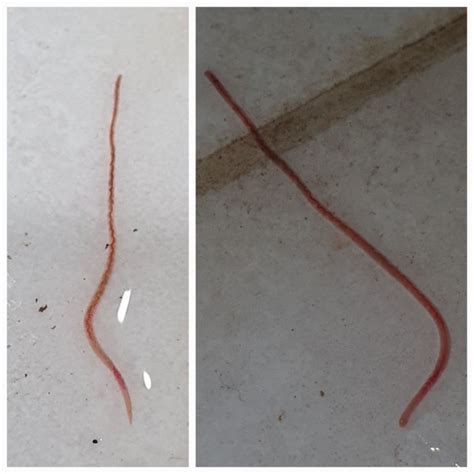How long do red worms last?