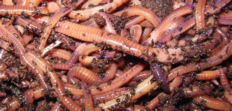 How long do redworms live?