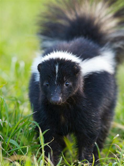 How long do skunks live?