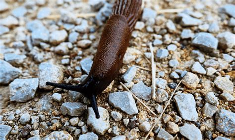 How long do slugs live without food?