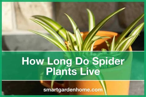 How long do spider plants live?