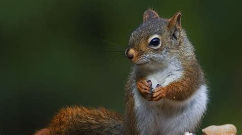 How long do squirrels live in Ontario?