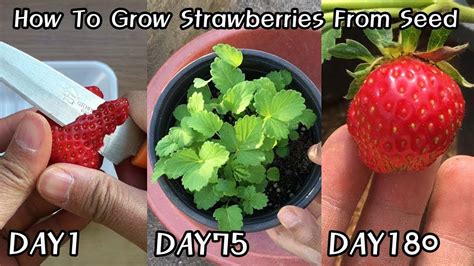 How long do strawberries take to grow?