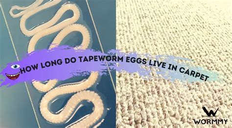 How long do tapeworm eggs last on surfaces?