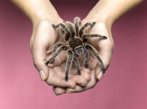 How long do tarantulas live as pets?