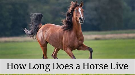 How long do the horses live?