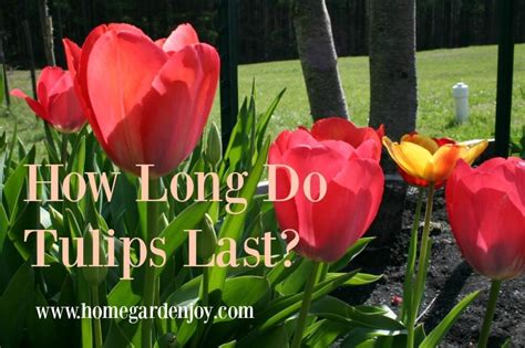 How long do tulips last?
