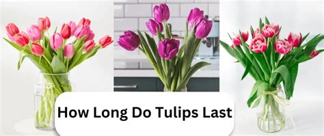 How long do tulips last in a vase?