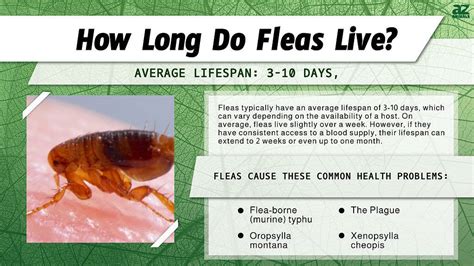 How long do unfed fleas live?