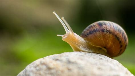 How long do water snails sleep?