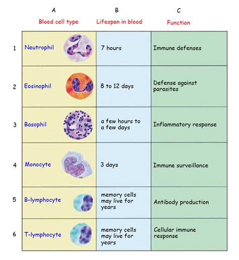 How long do white and red blood cells live?