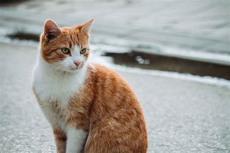 How long do white cats live?