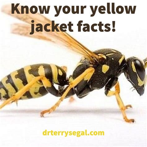 How long do yellow jackets live?