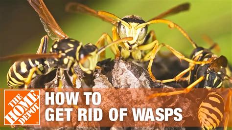 How long do you freeze a wasp?