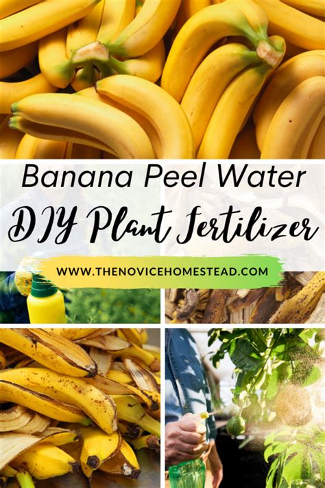 How long do you leave banana peels in water for plants?