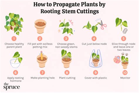 How long do you leave cuttings before planting?