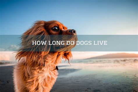 How long does 30 minutes feel to a dog?