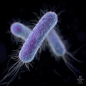How long does E coli live on a towel?