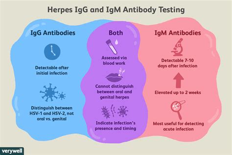 How long does HSV IgM stay positive?