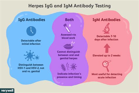 How long does HSV-1 IgG stay positive?