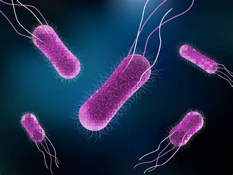 How long does Salmonella bacteria live?