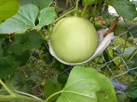 How long does Thorn melon take to grow?