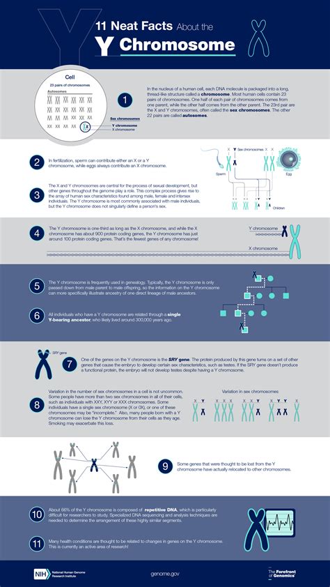 How long does Y chromosome live?