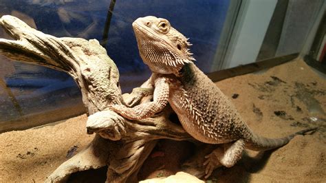 How long does a bearded dragon live?