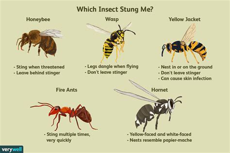 How long does a bee sting stay swollen?