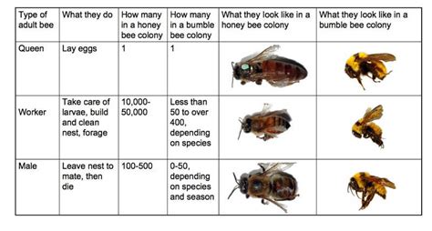 How long does a bumblebee live?