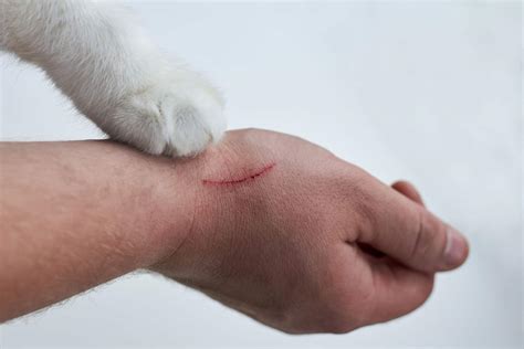 How long does a cat scratch take to heal?