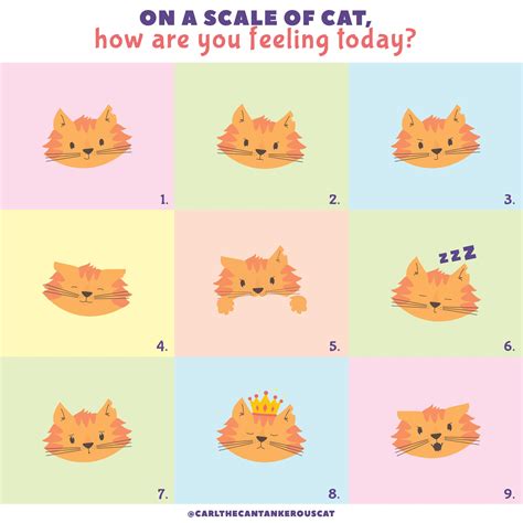 How long does a day feel for a cat?