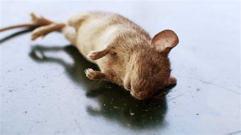 How long does a dead mouse take to rot?