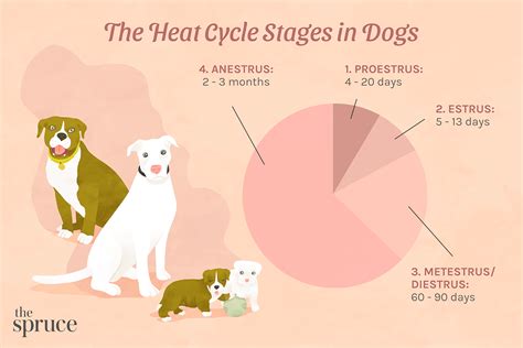 How long does a dog's fever last?