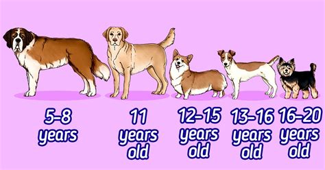 How long does a dog lives?
