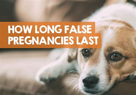 How long does a false pregnancy last in a dog?