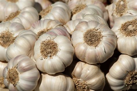How long does a garlic bulb last?