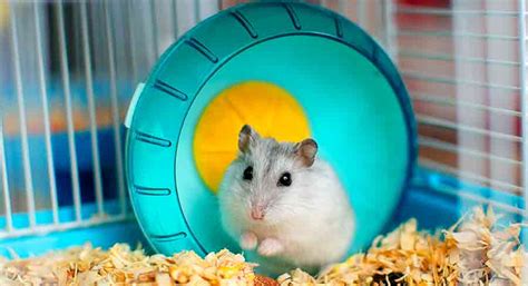 How long does a hamster stay in heat?