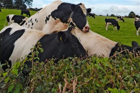 How long does a heifer cow stay in heat?