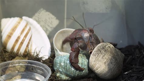 How long does a hermit crab take to change shells?