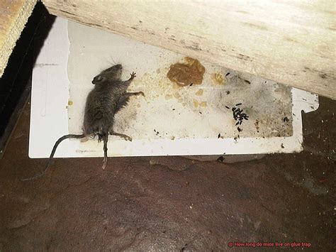 How long does a mouse stay alive on a glue trap?