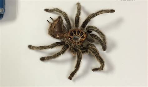 How long does a tarantula take to molt?