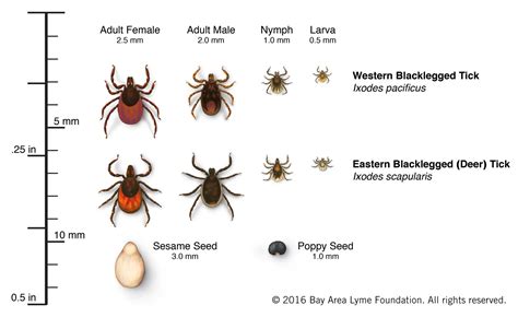 How long does a tick have to be on you to get Lyme disease?