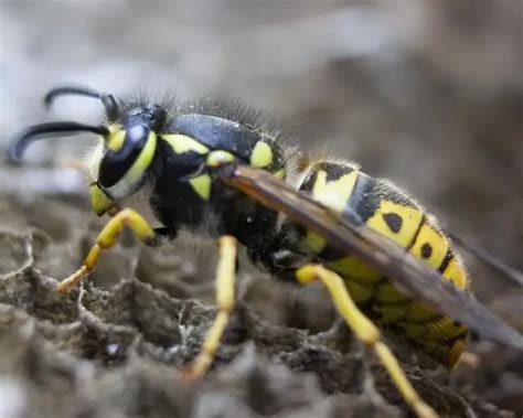 How long does a wasp remember you?