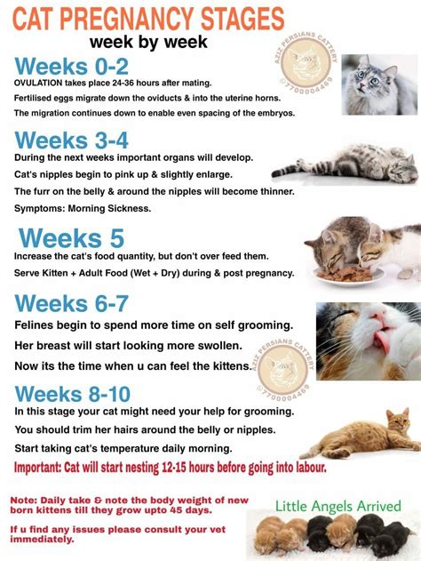 How long does a week feel to a cat?