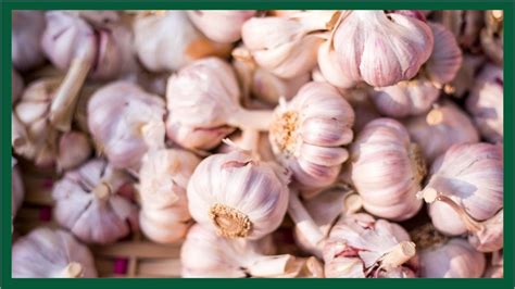 How long does allicin last in garlic?