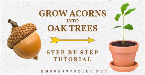 How long does an acorn take to grow into a tree?