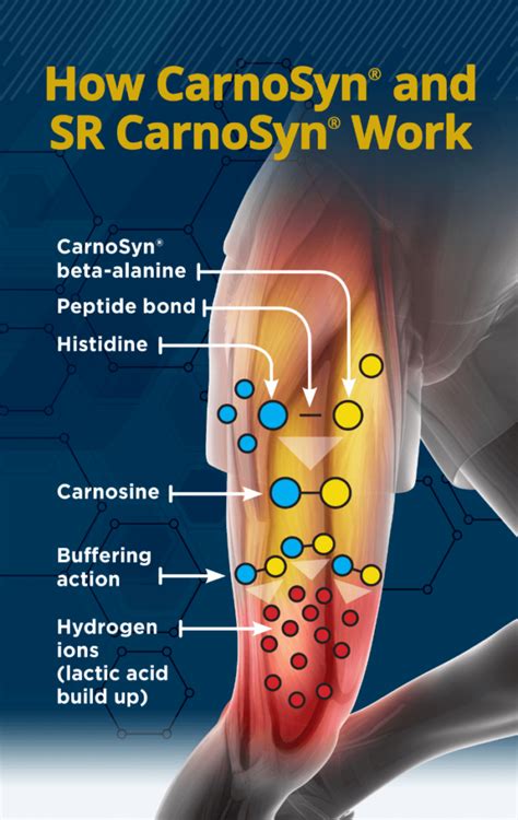 How long does beta-alanine take to work?