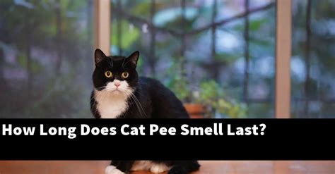 How long does cat pee smell take to go?