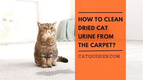 How long does cat pee take to dry?